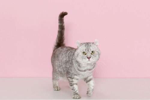아메리칸컬 고양이교배 ㅣ 요치엔캣고양이분양,고양이무료분양