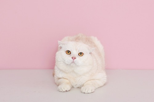 스코티쉬폴드 고양이교배 ㅣ 요치엔캣고양이분양,고양이무료분양