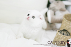스코티쉬폴드(Scottish fold cat)슈슈왕자님고양이분양,고양이무료분양