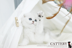 스코티쉬폴드(Scottish fold cat)설이공주님고양이분양,고양이무료분양