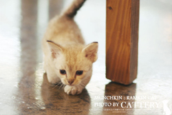 먼치킨 : 램킨 (Munchkin cat)킨왕자님고양이분양,고양이무료분양