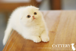 스코티쉬폴드(Scottish fold Cat)쥬니공주님고양이분양,고양이무료분양