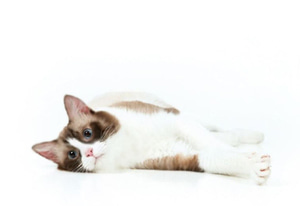 렉돌바이컬러 고양이교배 ㅣ 요치엔캣고양이분양,고양이무료분양