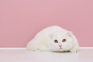 스코티쉬퀼트 고양이교배 ㅣ 요치엔캣고양이분양,고양이무료분양
