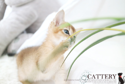 아비시니안(Abyssinian cat)샌디공주님고양이분양,고양이무료분양