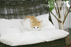 노르웨이숲(Norwegian Forest Cat)미키왕자님고양이분양,고양이무료분양
