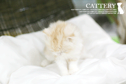 하이랜드폴드(Scottish Fold Longhair)마린공주님고양이분양,고양이무료분양