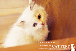 래그돌(Ragdoll cat)허브공주님고양이분양,고양이무료분양
