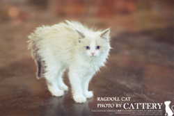 래그돌(Ragdoll cat)멜리공주님고양이분양,고양이무료분양