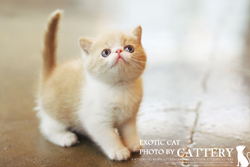 엑죠틱(Exotic cat)마르왕자님고양이분양,고양이무료분양