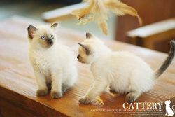 샴(Siamese cat)아랑왕자,아리공주님고양이분양,고양이무료분양