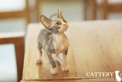 스핑크스(Sphynx cat)르쉐공주님고양이분양,고양이무료분양