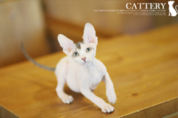 스핑크스(Sphynx cat)타냐공주님고양이분양,고양이무료분양