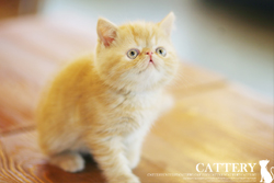 엑죠틱(Exotic cat)로빈왕자님고양이분양,고양이무료분양