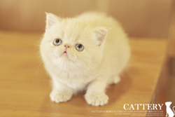 엑죠틱(Exotic cat)마마공주님고양이분양,고양이무료분양