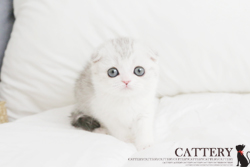 스코티쉬폴드(Scottish fold cat)다미공주님고양이분양,고양이무료분양