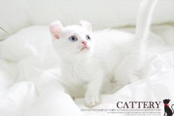 먼치킨 : 킨카로우 (Munchkin cat)카누왕자님고양이분양,고양이무료분양