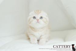 스코티쉬폴드(Scottish fold cat)쿠라왕자님고양이분양,고양이무료분양