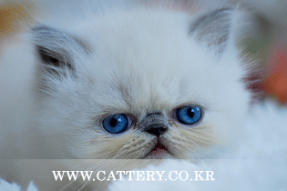 히말라얀 블루포인트 시원왕자님고양이분양,고양이무료분양