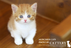 먼치킨 (Munchkin cats)  아로왕자님고양이분양,고양이무료분양