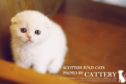 스코티쉬폴드(Scottish fold cats)얀이왕자님고양이분양,고양이무료분양