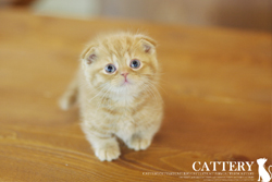 먼치킨 : 스코티쉬킬트 (Munchkin cat) 쉬엔왕자님고양이분양,고양이무료분양