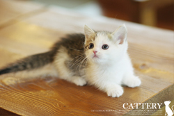먼치킨(Munchkin cat)클라인공주님고양이분양,고양이무료분양