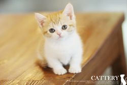 먼치킨(Munchkin cat)리즈공주님고양이분양,고양이무료분양
