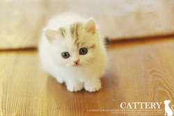 먼치킨(Munchkin cat)켄코공주님고양이분양,고양이무료분양