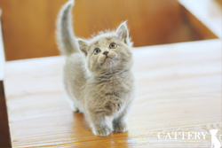 먼치킨(Munchkin cat)먼로왕자님고양이분양,고양이무료분양
