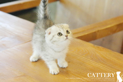 스코티쉬폴드(Scottish fold cat)큐디공주님고양이분양,고양이무료분양
